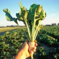 Description of sugar beet varieties, cultivation and cultivation technology, yield