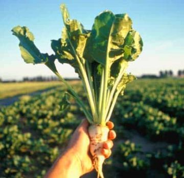 Popis odrůd cukrové řepy, technologie pěstování a pěstování, výnos