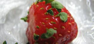 Comment faire pousser des fraises à partir de graines pour semis à la maison