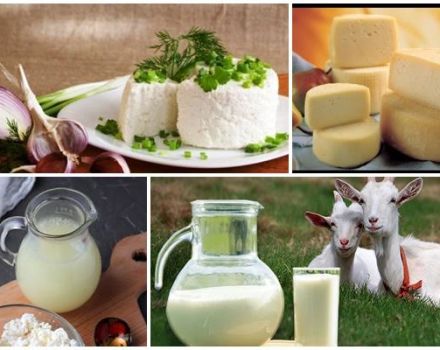 Ką galima pagaminti iš šviežio ožkos pieno, 7 geriausi virimo receptai