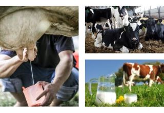Који су начини за повећање млека код краве код куће?