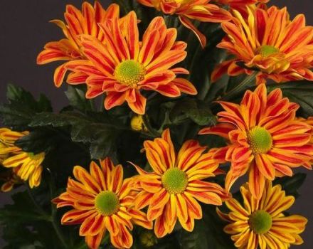 Funkcie a popis Jordiho kríkov chryzantémy, výsadba a starostlivosť