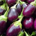 Beskrivning av auberginesorten japansk dvärg, dess egenskaper och utbyte