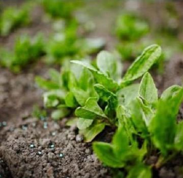 How to plant sorrel and care for it in the open field, how to feed it after cutting