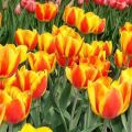 Apeldoorn tulpių veislės aprašymas ir savybės, sodinimas ir auginimas