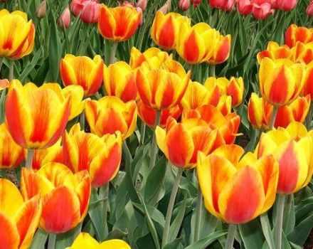 Description et caractéristiques de la variété de tulipes Apeldoorn, plantation et culture