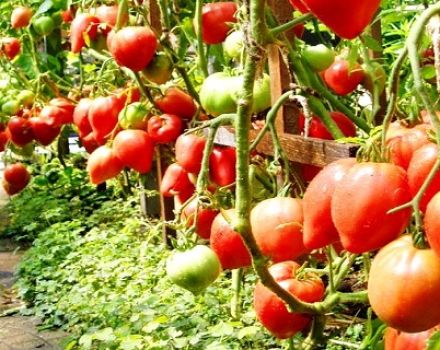 Popis a vlastnosti odrůdy rajčat Sir Elian, její výnos