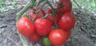 Beskrivning av tomatsorten Matthias, funktioner för odling och vård