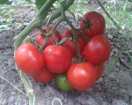 Pomidorų veislės Matthias aprašymas, auginimo ir priežiūros ypatybės