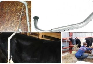 Димензије против крава за краве и како то учинити сами, тренинг за мужњу