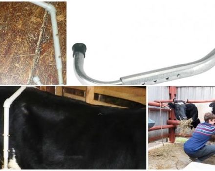 Måtten på antikroppen för kor och hur man gör det själv, träning för mjölkning