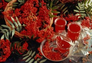 TOP 16 paprastų raudonųjų šermukšnių uogienių receptų žiemai namuose