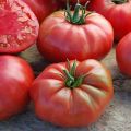 Charakterystyka i opis odmiany pomidora Sugar Elephant
