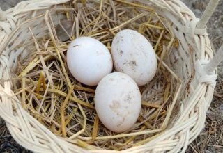 Колико јаја се може ставити под индоцтуку и хоће ли опстати других птица