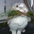 Příčiny a příznaky zácpy u králíka, způsoby léčby a prevence