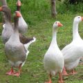 Symptoms and treatment of diseases of goslings at home