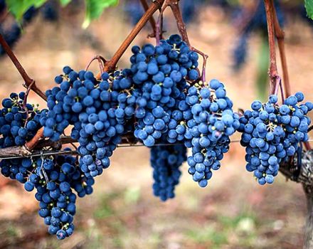 Descripción y características de las uvas Merlot, sus ventajas y desventajas.