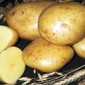 Popis odrůdy brambor Kolobok, vlastnosti pěstování a péče