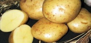 Bulvių veislės „Kolobok“ aprašymas, auginimo ir priežiūros ypatybės