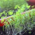 How to properly grow dill on a windowsill in winter at home