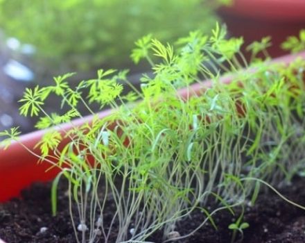 Kaip tinkamai auginti krapus ant palangės žiemą namuose