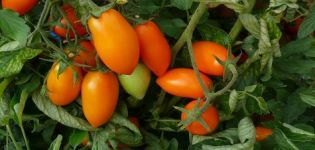 Beschrijving en kenmerken van de tomatensoort Cantharellen