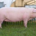 Beskrivelse og karakteristika for Landrace-svin, tilbageholdelsesbetingelser og avl