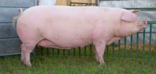 Beskrivning och egenskaper hos Landrace-grisar, villkor för internering och avel
