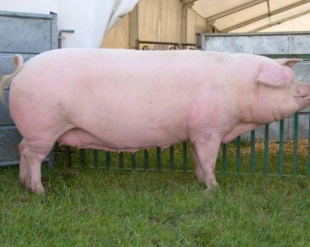 Опис и карактеристике свиња Ландраце, услови држања и узгоја