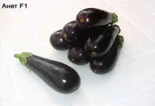 Beskrivelse og egenskaber ved aubergine Anet F1, dyrkning og pleje