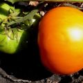 Beskrivning av tomatsorten Graf Orlov, dess odling och utbyte