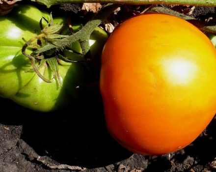 Kuvaus tomaattilajikkeesta Graf Orlov, sen viljely ja sato