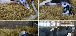 Kaip pasiruošti karvės gimimui ir įsivaikinti veršelį, galimos komplikacijos