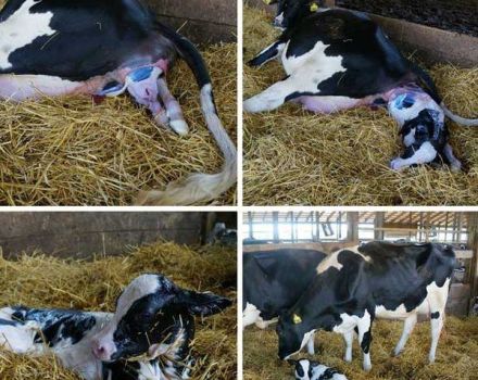 Com preparar-se per al naixement d’una vaca i adoptar possibles complicacions