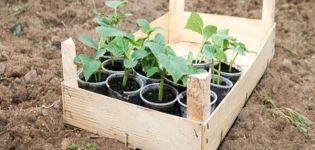 Cuándo plantar pepinos en campo abierto en 2020 según el calendario lunar