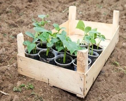 När man planterar gurkor i öppen mark 2020 enligt månkalendern