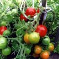 Maskvos ankstyvojo nokinimo pomidorų veislės charakteristikos ir aprašymas, derlius