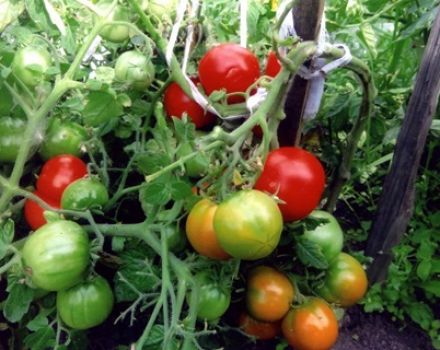 Características y descripción de la variedad de tomate de maduración temprana de Moscú, su rendimiento.