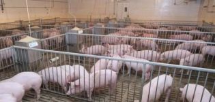Kiek kiaulių galima laikyti asmeniniame papildomame ūkyje, normos ir reikalavimai