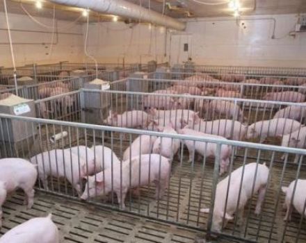 Kiek kiaulių galima laikyti asmeniniame papildomame ūkyje, normos ir reikalavimai