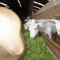 Где да почнете ако се одлучите за козу за млеко и правила одржавања