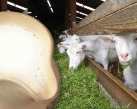 Kur pradėti, jei nuspręsite turėti ožkos pieno ir priežiūros taisyklių