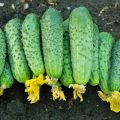 Beschrijving van de variëteit aan komkommers Vriendelijke familie, kenmerken van teelt en verzorging