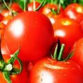 Kenmerken en beschrijving van de tomatenvariëteit Tatyana