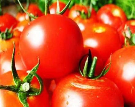 Egenskaper och beskrivning av tomatsorten Tatyana