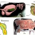 Magstrukturen hos idisslare och funktioner i matsmältningen, sjukdomar