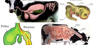 Magstrukturen hos idisslare och funktioner i matsmältningen, sjukdomar