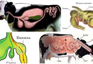 La structure de l'estomac chez les ruminants et les caractéristiques de la digestion, les maladies