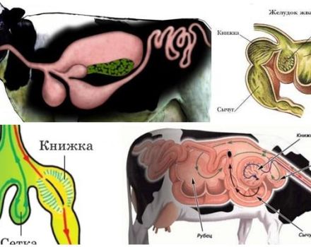 The structure of the stomach in ruminants and features of digestion, diseases