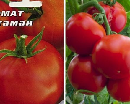 Beschrijving van de tomatenvariëteit Ataman en zijn kenmerken